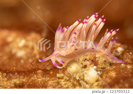 A beautiful sea slug in purple and white color. Nudibranch Flabellina in a tropical coral reef 123703312