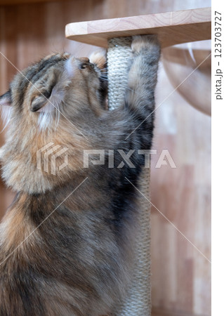 Brown mixed breed cat between Maine Coon and Scottish Fold, with cat scratcher. It is used to maintain its claws and stretch its muscles Brown mixed breed cat between Maine Coon and Scottish Fold, with cat scratcher. It is used to maintain its claws and stretch its muscles 123703727