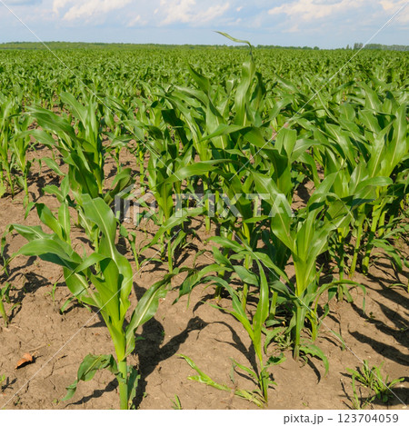 Green field of corn and blue sky. 123704059