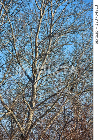 Bare tree branches Bare tree branches 123704813