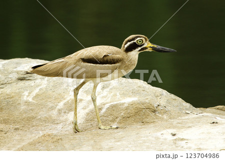 Close-up footage of a eurasian Stone-curlew bird. Close-up footage of a eurasian Stone-curlew bird. 123704986