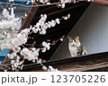 春の桜が咲く日に屋根の上で寝てた猫が気付いて座ってこちらを見つめる姿 123705226