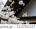 春の桜が咲いてる横の家の屋根にいた猫がカメラに気付いた瞬間 123705227