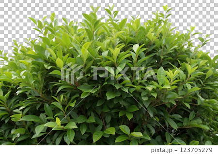 Lush green bush, vibrant foliage, plant life, garden element, detailed bush, outdoor scenery, botanical art, greenery 123705279