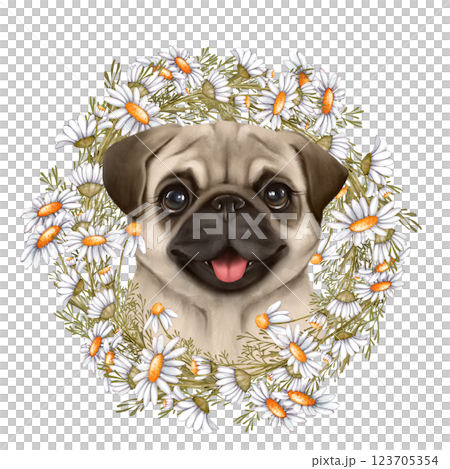 Cute pug with daisies, hand drawn dog illustration with flowers 123705354