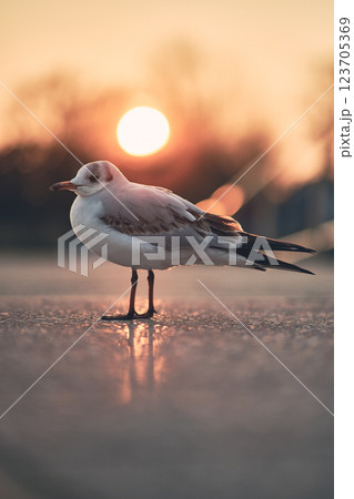 Black-Headed Gull at sunrise 123705369