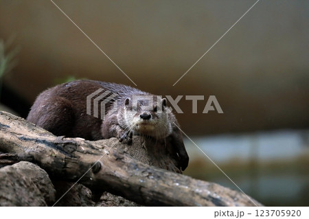 伏せたカメラ目線のコツメカワウソ 123705920