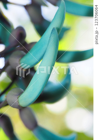 ヒスイカズラの花 123706064