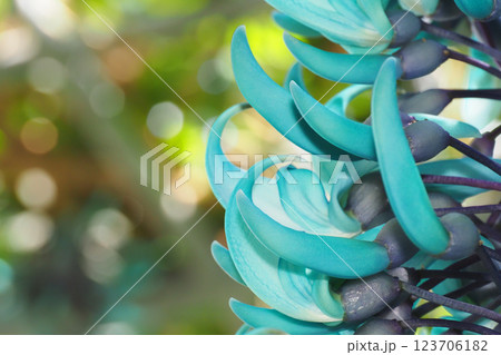 ヒスイカズラの花 ヒスイカズラの花 123706182