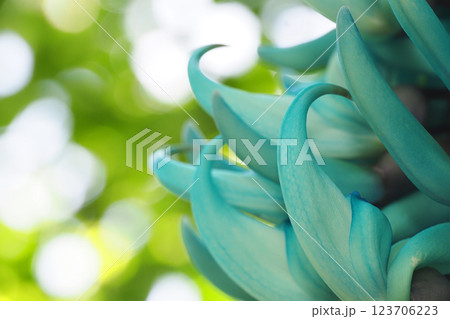 ヒスイカズラの花 123706223