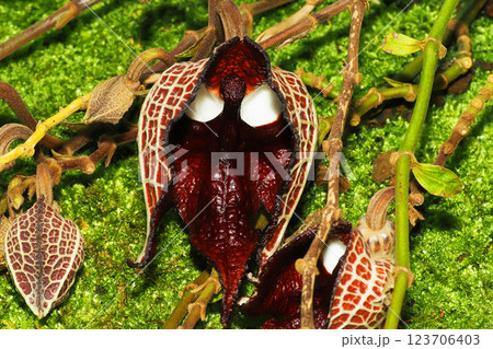 アリストロキア・サルバドレンシス アリストロキア・サルバドレンシス 123706403