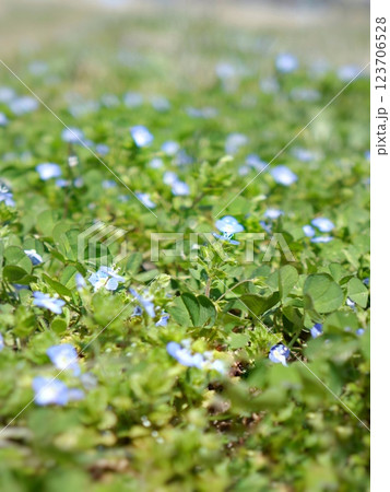 草花 123706528