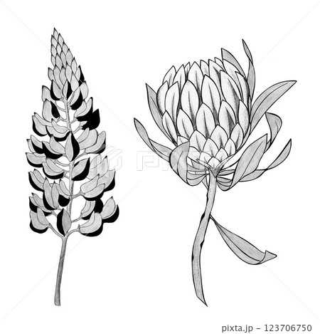 detailed sketch of a lupine flower and exotic protea flower. Hand-drawn. design greeting card and invitation of the wedding, birthday, Valentine's Day, mother's day and other holiday 123706750