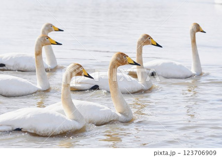 北海道の春に訪れるハクチョウの群れ 北海道の春に訪れるハクチョウの群れ 123706909