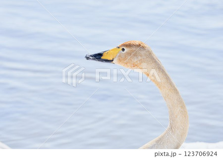 北海道の春に訪れる水草の色素に染まったハクチョウ 北海道の春に訪れる水草の色素に染まったハクチョウ 123706924