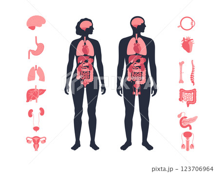 Human internal organs 123706964