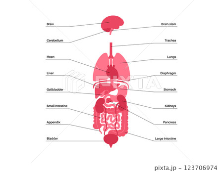 Human internal organs Human internal organs 123706974