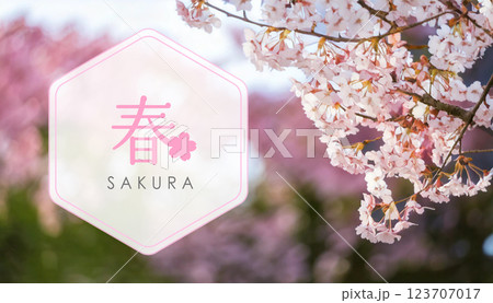 満開の桜 春のおしゃれな背景フレーム　タイトルバナー素材 123707017