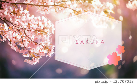 満開の桜 春のおしゃれな背景フレーム　タイトルバナー素材 123707018