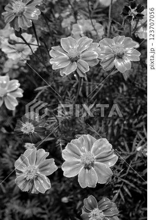 花 123707056