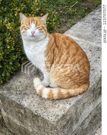 Ginger and White Cat Relaxing Outdoors with Closed Eyes on a Stone Surface Ginger and White Cat Relaxing Outdoors with Closed Eyes on a Stone Surface 123707077