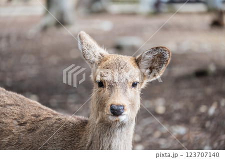 鹿　ニホンジカ　　奈良市奈良公園　 123707140