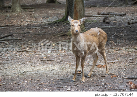 鹿　ニホンジカ　　奈良市奈良公園　 123707144