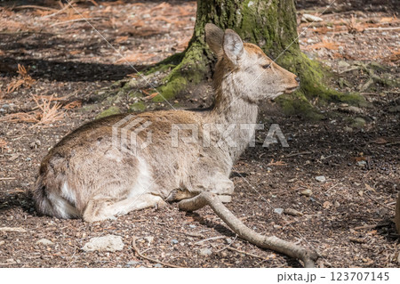 鹿　ニホンジカ　　奈良市奈良公園　 123707145