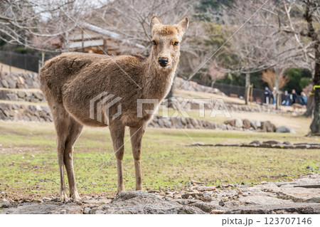 若草山山麓の鹿 ニホンジカ  奈良市奈良公園  若草山山麓の鹿 ニホンジカ  奈良市奈良公園  123707146