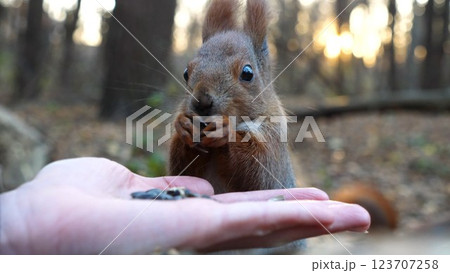 Cute rodent eating food from hand of young girl at forest. Wild fluffy squirrel taking sunflower seeds from female arm and gnawing it. Woman feeding hungry small sciurus against sunset at background 123707258