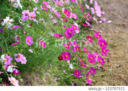満開　コスモスの花 123707311