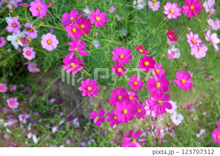 満開 コスモスの花 満開 コスモスの花 123707312