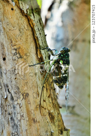 ミンミンゼミ  123707415