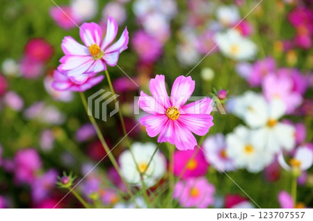 満開　コスモスの花 123707557
