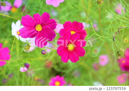 満開　コスモスの花 123707559