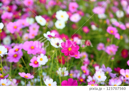 満開 コスモスの花 満開 コスモスの花 123707560