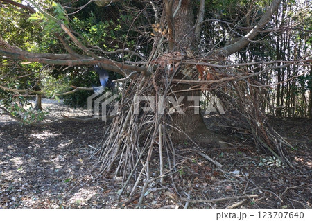 森の秘密基地 冒険 夏の想い出 森の秘密基地 冒険 夏の想い出 123707640