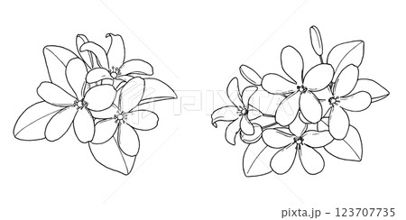 ジャスミンのペン画 ジャスミンのペン画 123707735