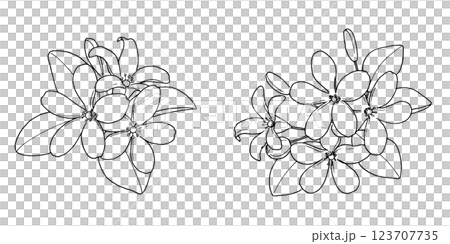 ジャスミンのペン画 ジャスミンのペン画 123707735