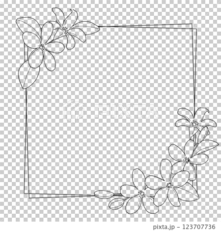 Jasmine line drawing frame 123707736