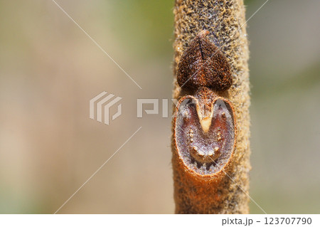 クサギの葉痕と冬芽 123707790