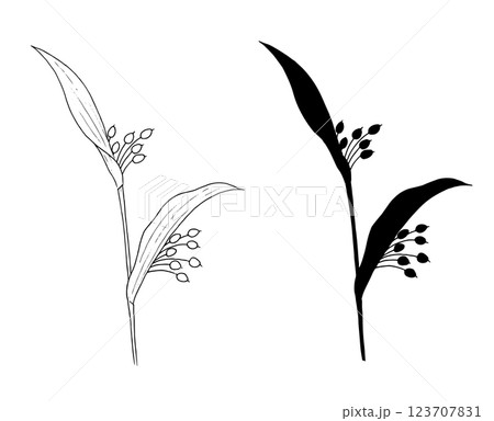 ハトムギの線画とシルエットイラスト 123707831
