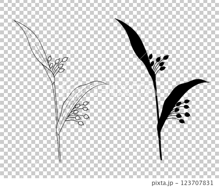 ハトムギの線画とシルエットイラスト 123707831