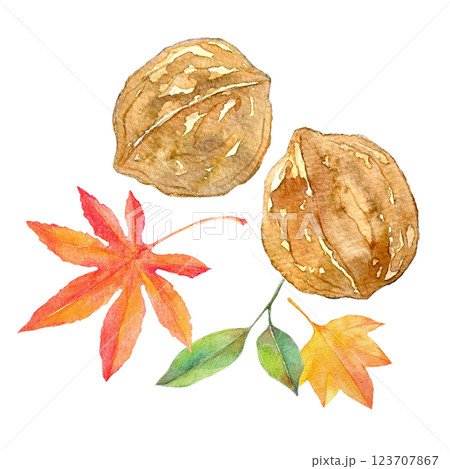 水彩イラスト　胡桃と紅葉のセット　紅葉の季節 123707867