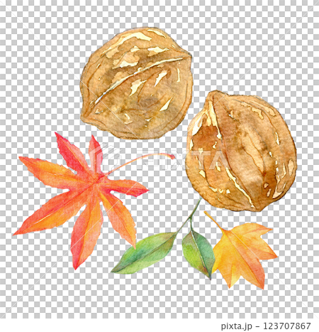 水彩イラスト　胡桃と紅葉のセット　紅葉の季節 123707867