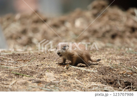 笑顔のかわいいプレーリードッグの赤ちゃん 笑顔のかわいいプレーリードッグの赤ちゃん 123707986