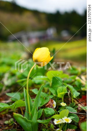 黄色いチューリップ 123707994