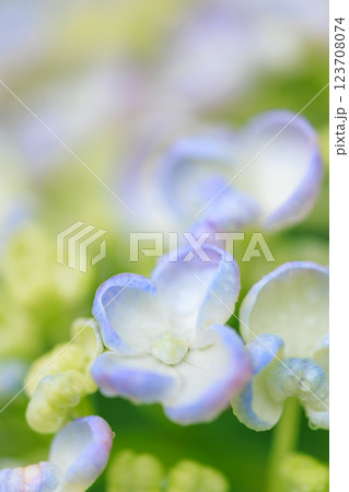 梅雨に咲くアジサイ(紫陽花)のイメージ 梅雨に咲くアジサイ(紫陽花)のイメージ 123708074