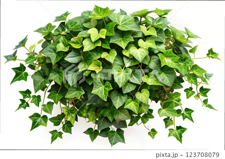 A vibrant green ivy plant with dense, heart-shaped leaves. 123708079
