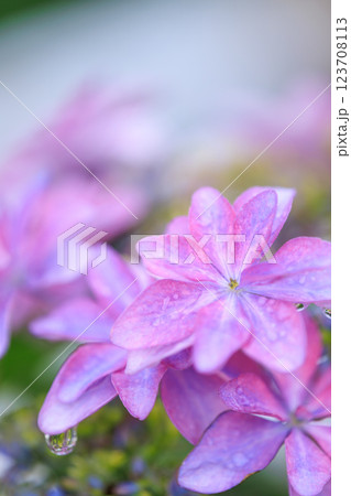 梅雨に咲くアジサイ（紫陽花）のイメージ 123708113